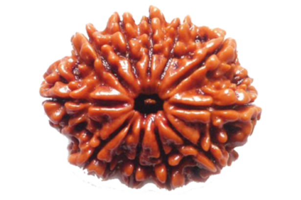 Rudraksha