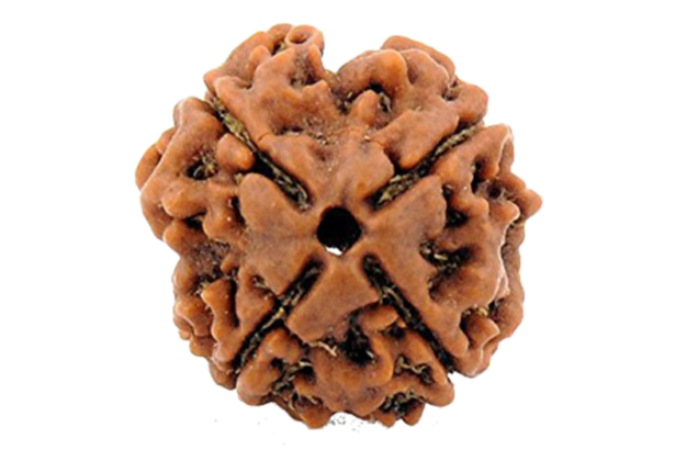 Rudraksha